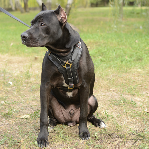 Exclusive Handcrafted Padded Leather Dog Harness for Pitbull - Click Image to Close