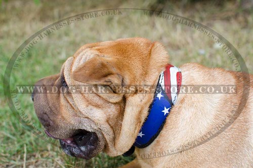 Shar-Pei Collar of Leather Handmade "American Pride"