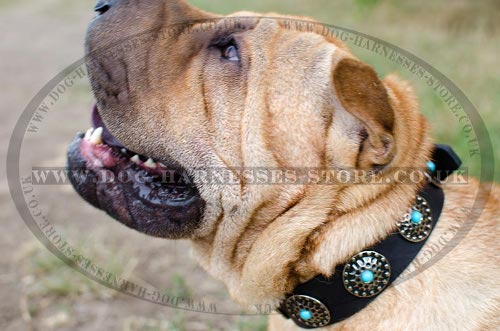 Shar-Pei Collar Leather with Blue Stones and Silver-Like Circles - Click Image to Close