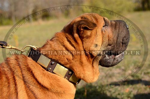 Shar-Pei Collar with Brass Plates and Nickel Pyramids, Leather