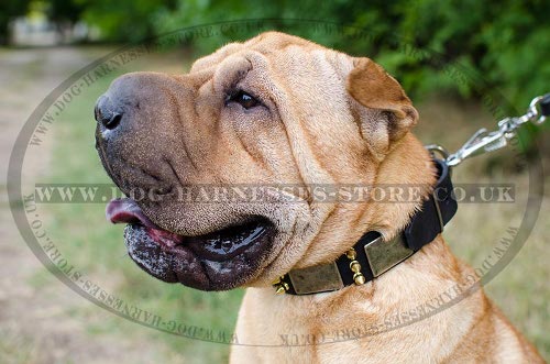 Shar-Pei Collar with Spikes and Plates for Walking and Control
