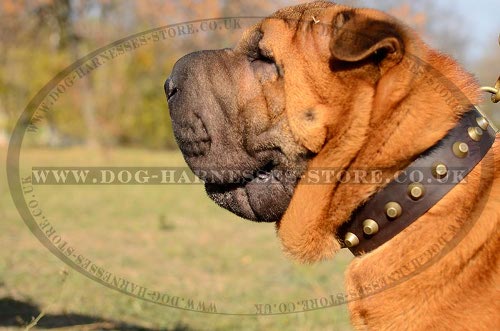 Shar-Pei Collar of Trendy Design, Leather with Row of Pyramids