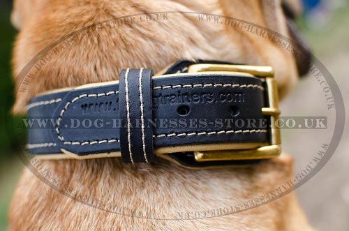 Shar-Pei Collar of Nappa Padded Leather for Reliable Control