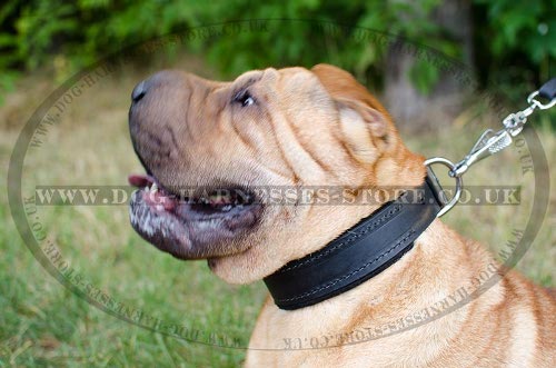 Shar-Pei Collar of Felt Padded Leather for Training and Walking