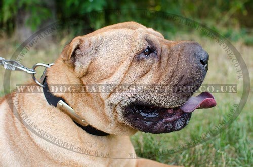 Shar-Pei Collar Leather Personalized with Name Plate