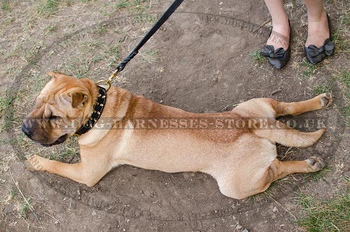 Shar-Pei Collar of Nappa Lined Wide Leather with Brass Spikes