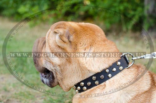 Shar-Pei Collar Leather Studded with Decorative Pyramids