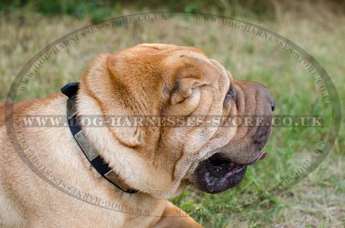 Shar-Pei Collar of Leather with Massive Nickel Plates in Vintage