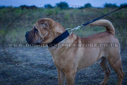 Shar-Pei Collar of Classic Style for Everyday Use, Two-Ply Nylon