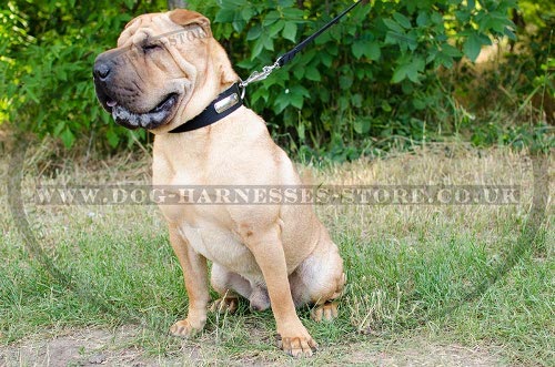 Shar-Pei Collar 2-Ply Nylon with Name Plate for Identification