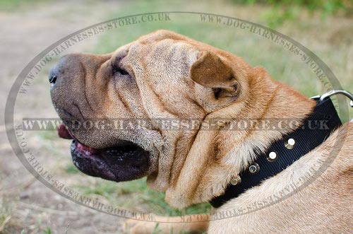 Shar-Pei Collar Nylon with Nickel Pyramids for Walk and Training