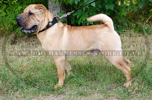 Shar-Pei Collar of Nylon in Vintage with Silver-Like Round Studs