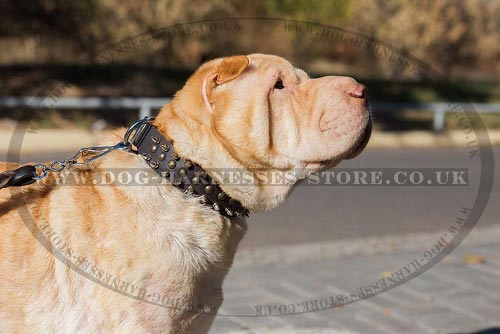 Shar-Pei Collar Handmade, Genuine Leather with Spikes and Studs