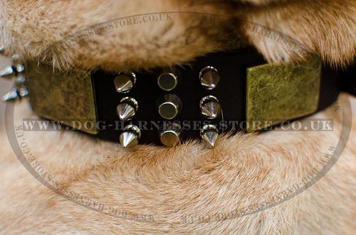 Shar-Pei Collar with Nickel Spikes, Pyramids and Brass Plates