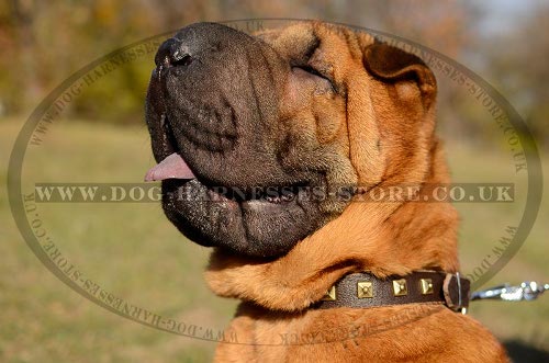 Shar-Pei Collar of Narrow Leather with Square Brass Studs Row - Click Image to Close