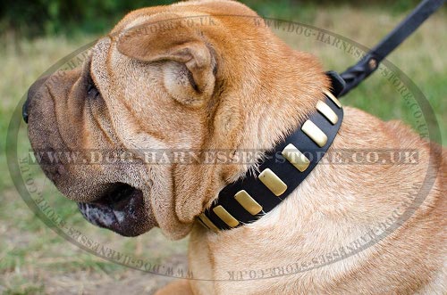 Shar-Pei Collar of Leather with Brass Plates, Trendy Design