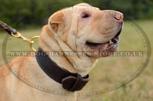 Shar-Pei Collar of Two-Ply Leather for Safe Training and Control