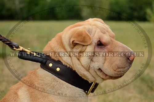 Shar-Pei Collar of Double-Ply Leather with Handle for Control
