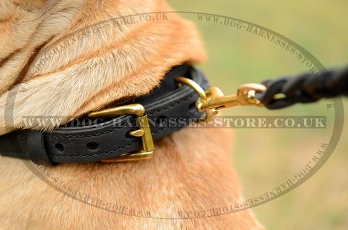 Shar-Pei Collar UK Two-Ply Leather with Elegant Braid for Walks