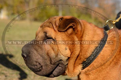 Shar-Pei Collar UK of Two-Ply Leather with Braid for Obedience
