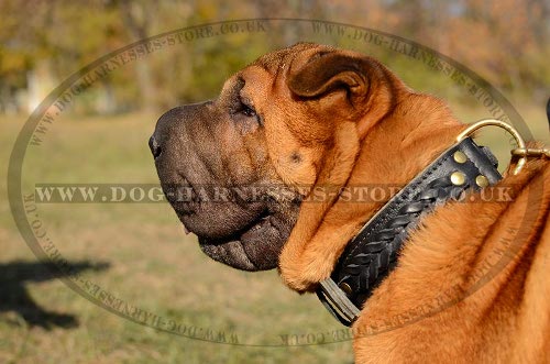 Shar-Pei Collar UK Decorated with Braids Two-Ply Strong Leather