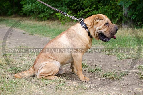 Shar-Pei Collar Leather with Vintage Brooches for Walking