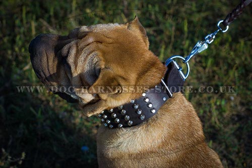 Shar-Pei Collar Leather Wide Decorated with Pyramids