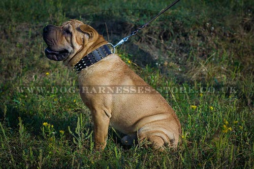 Shar-Pei Collar of Wide Leather with Spikes for Walking