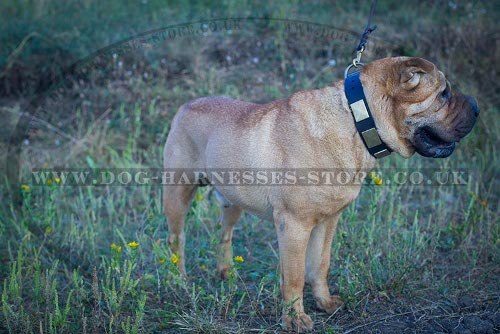Shar-Pei Collar for Walking of Leather with Vintage Brass Plates