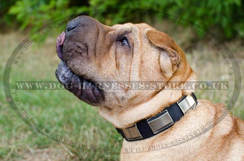 Shar-Pei Collar of Unique Design, Leather and Wide Nickel Plates