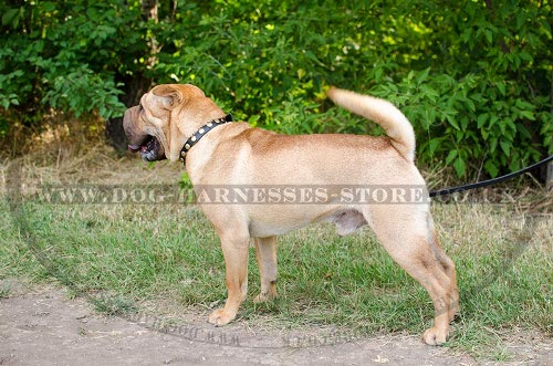 Shar-Pei Dog Collar of Narrow Leather with Brass Studs