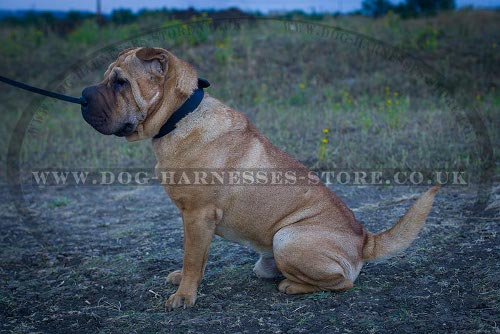 Shar-Pei Dog Collar Leather of Classic Design for Everyday Use