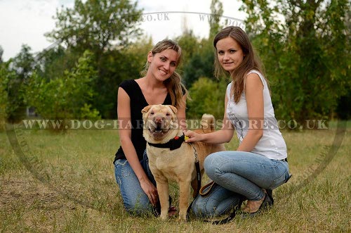 Shar-Pei Dog Collar of Nylon with Handle and Quick-Detach Buckle