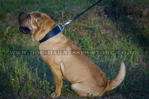 Shar-Pei Dog Collar of Extra Wide and Strong Leather, Classic