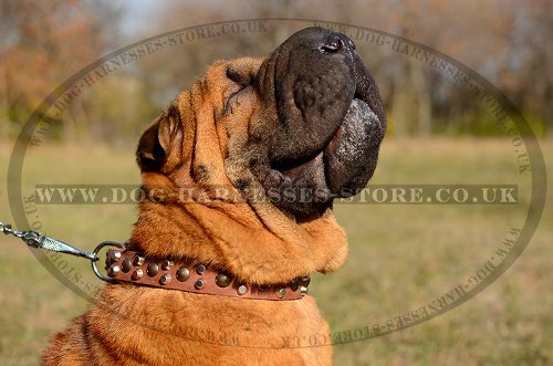 Shar-Pei Dog Collar Leather with Cones and Studs, Modern Design