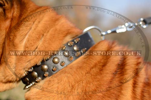 Shar-Pei Dog Collar of Strong Leather with Spikes and Studs