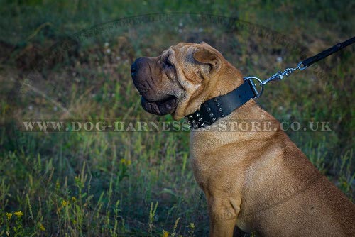 Shar-Pei Dog Collar Leather Wide with Spikes and Pyramids