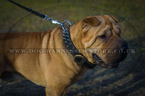 Shar-Pei Dog Collar of Royal Nappa Padded and Spiked Leather