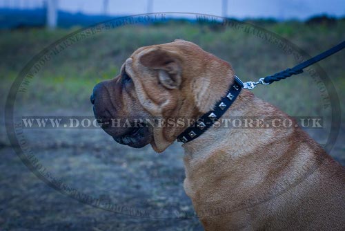 Shar-Pei Dog Collar for Walking, Narrow Leather and Square Studs