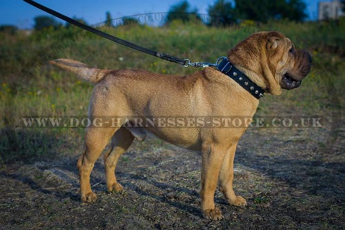 Shar-Pei Dog Collar of Leather with Row of Nickel Cones for Walk