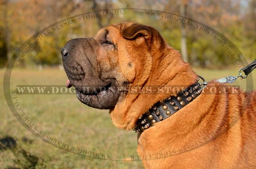 Shar-Pei Dog Collar Leather with Columns of Spikes and Studs