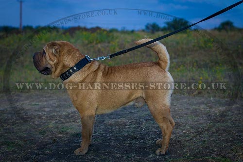 Shar-Pei Dog Collar of Trendy Design, Leather and Nickel Plates