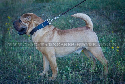 Shar-Pei Dog Collar of Wide and Strong Leather in Classic Style