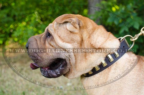 Shar-Pei Dog Collar of Trendy Design, Leather and Brass Plates