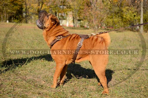 Shar-Pei Dog Harness Light-Weight for Long Walking and Tracking - Click Image to Close