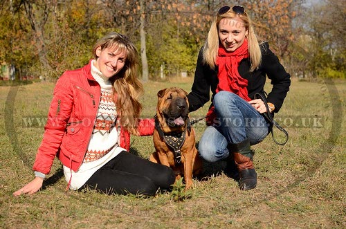 Shar-Pei Harness of Royal Design, Leather Nappa Padded and Studs