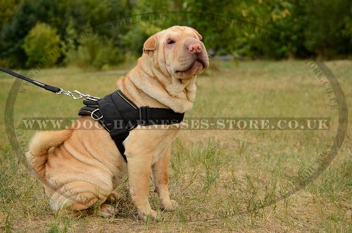 Shar-Pei Harness of Nylon for All-Weather and Multipurpose Use