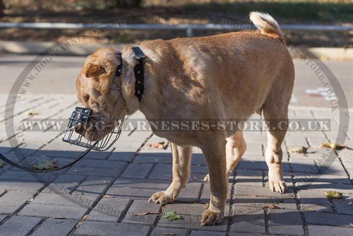 Shar-Pei Muzzle of Wire Cage for Daily Walking and Training