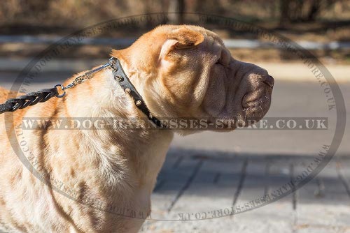 Shar-Pei Puppy Collar of Narrow Leather with Spikes for Walking