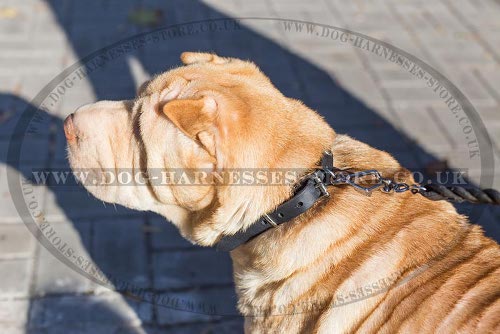 Shar-Pei Puppy Collar of Narrow Leather for Comfortable Walking